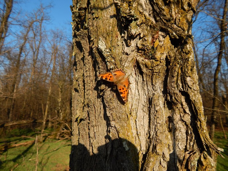 23.02.14 Parco del Ticino